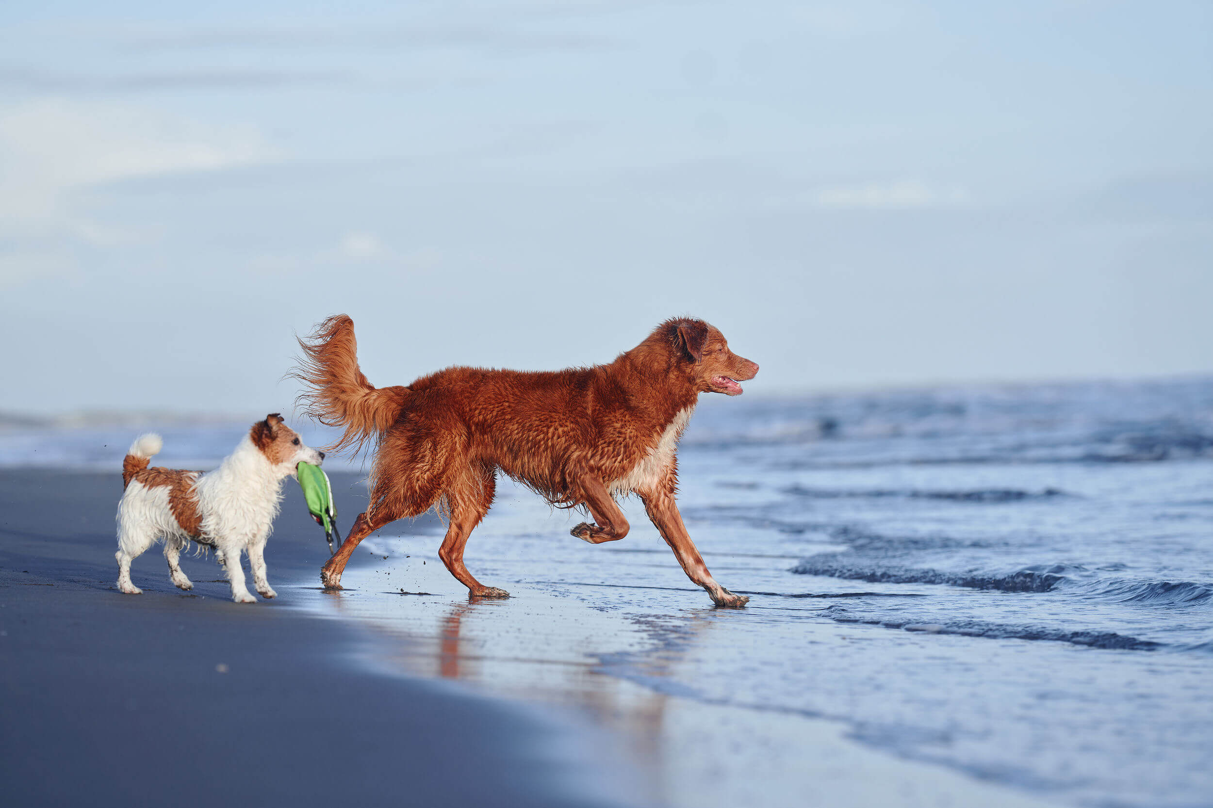 zwei Hunde laufen ins Meer