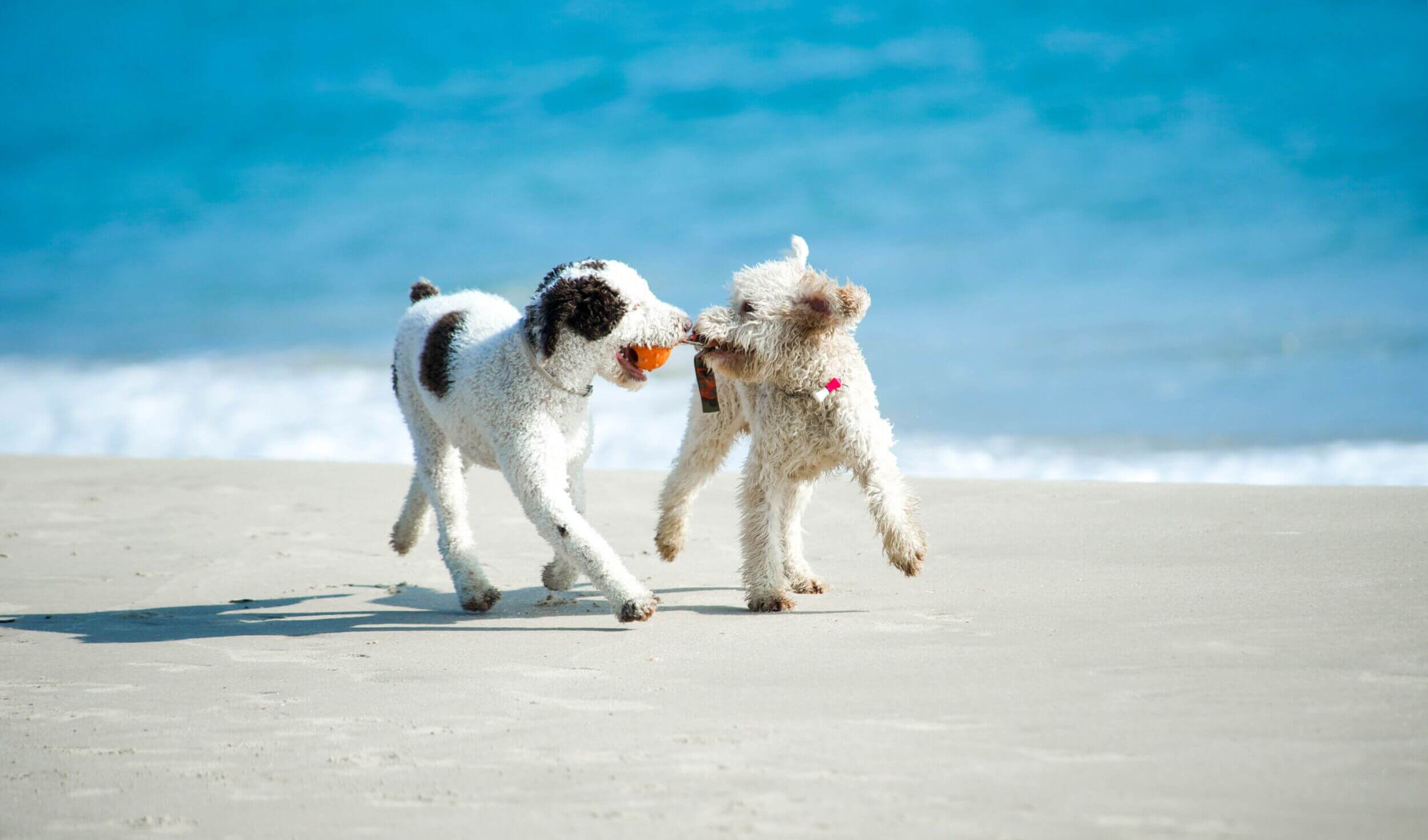 zwei spielende Hunde am Strand