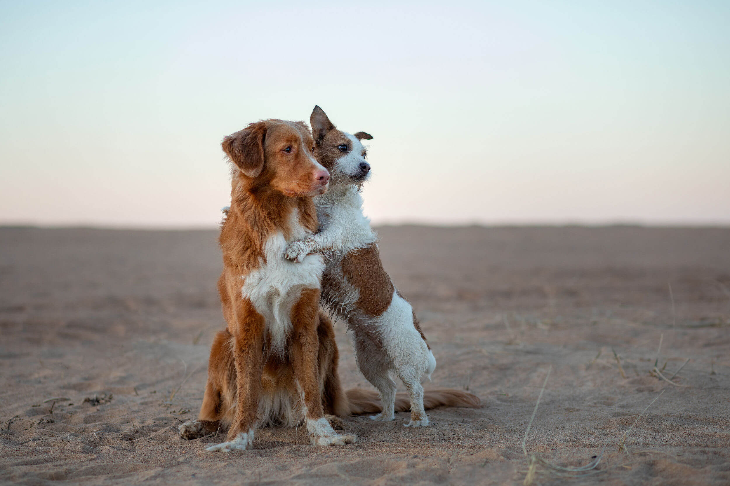 Hund umarmt anderen Hund am Strand